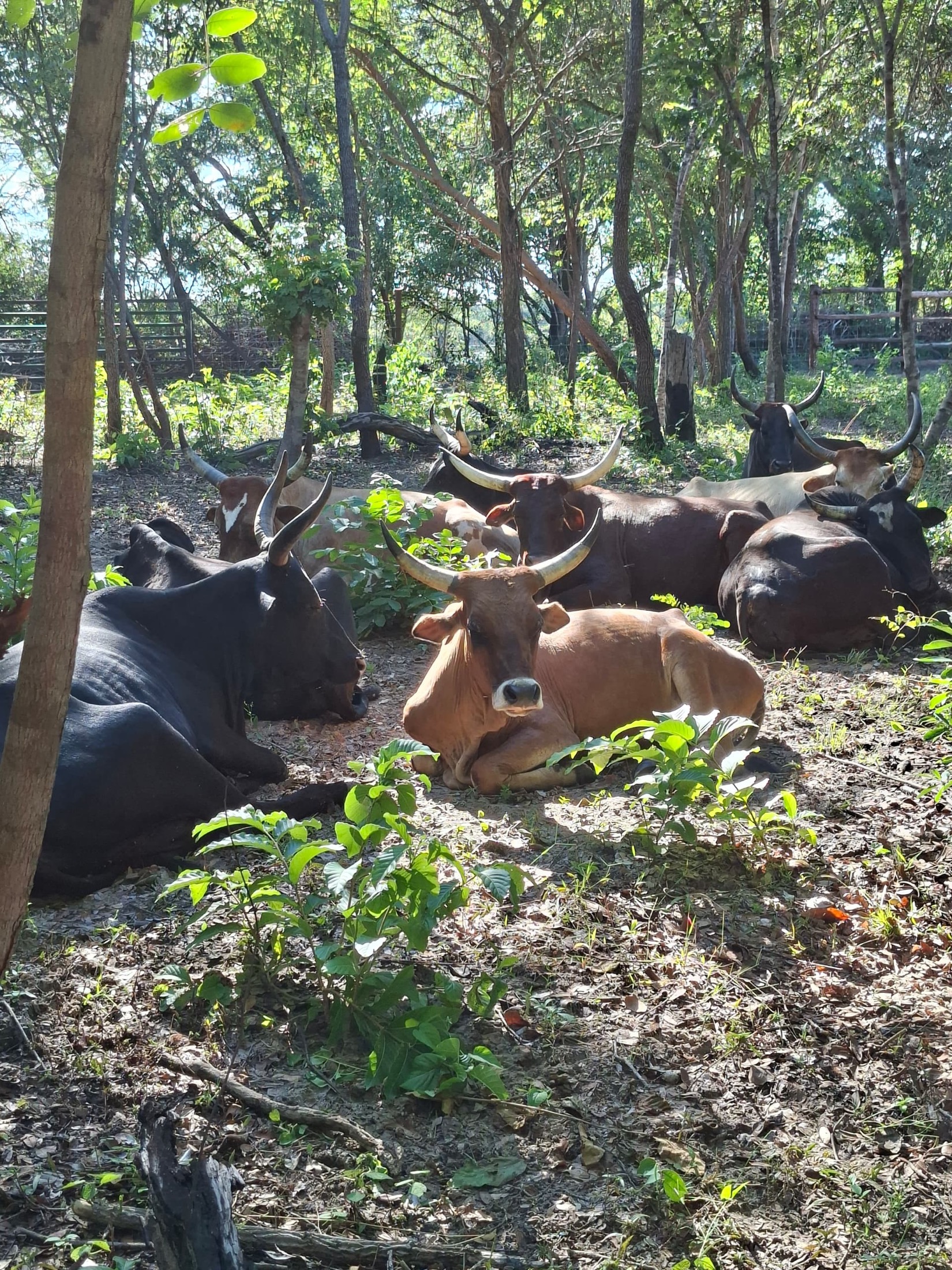 Boran–Sanga cattle resting beneath woodland canopy