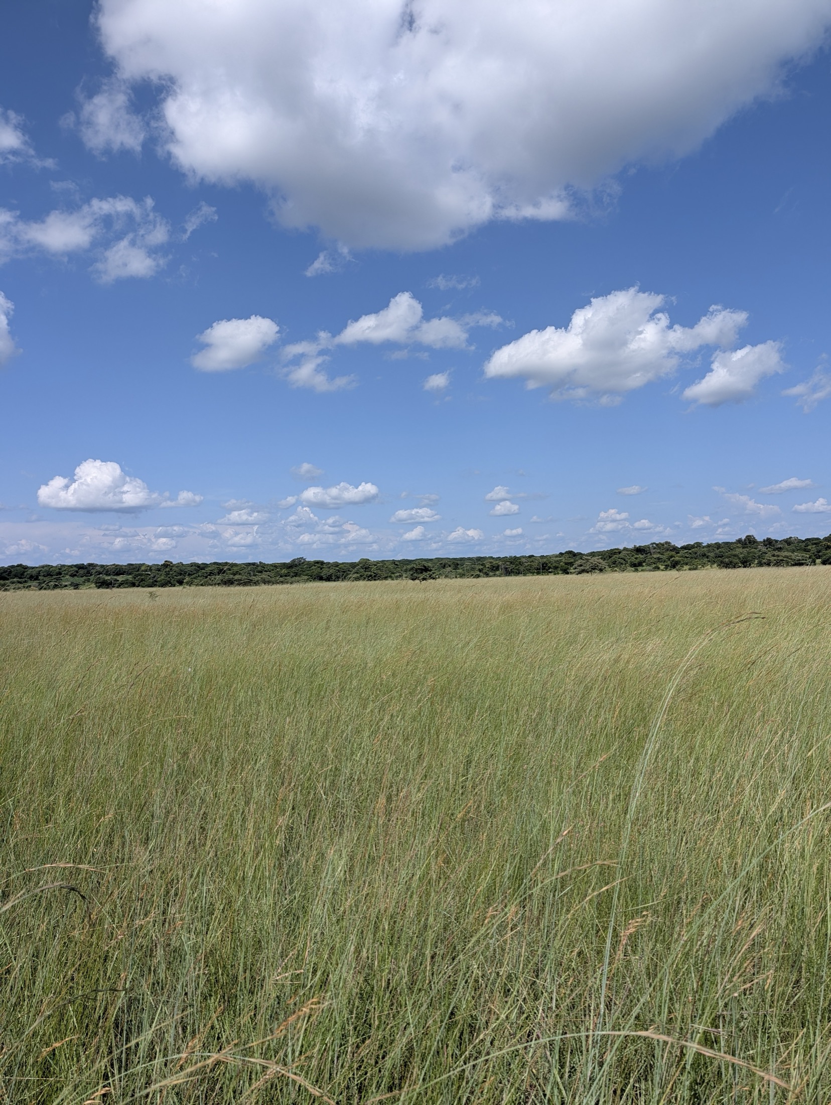 Open grassland beneath a broad blue sky at Four Rivers Ranch