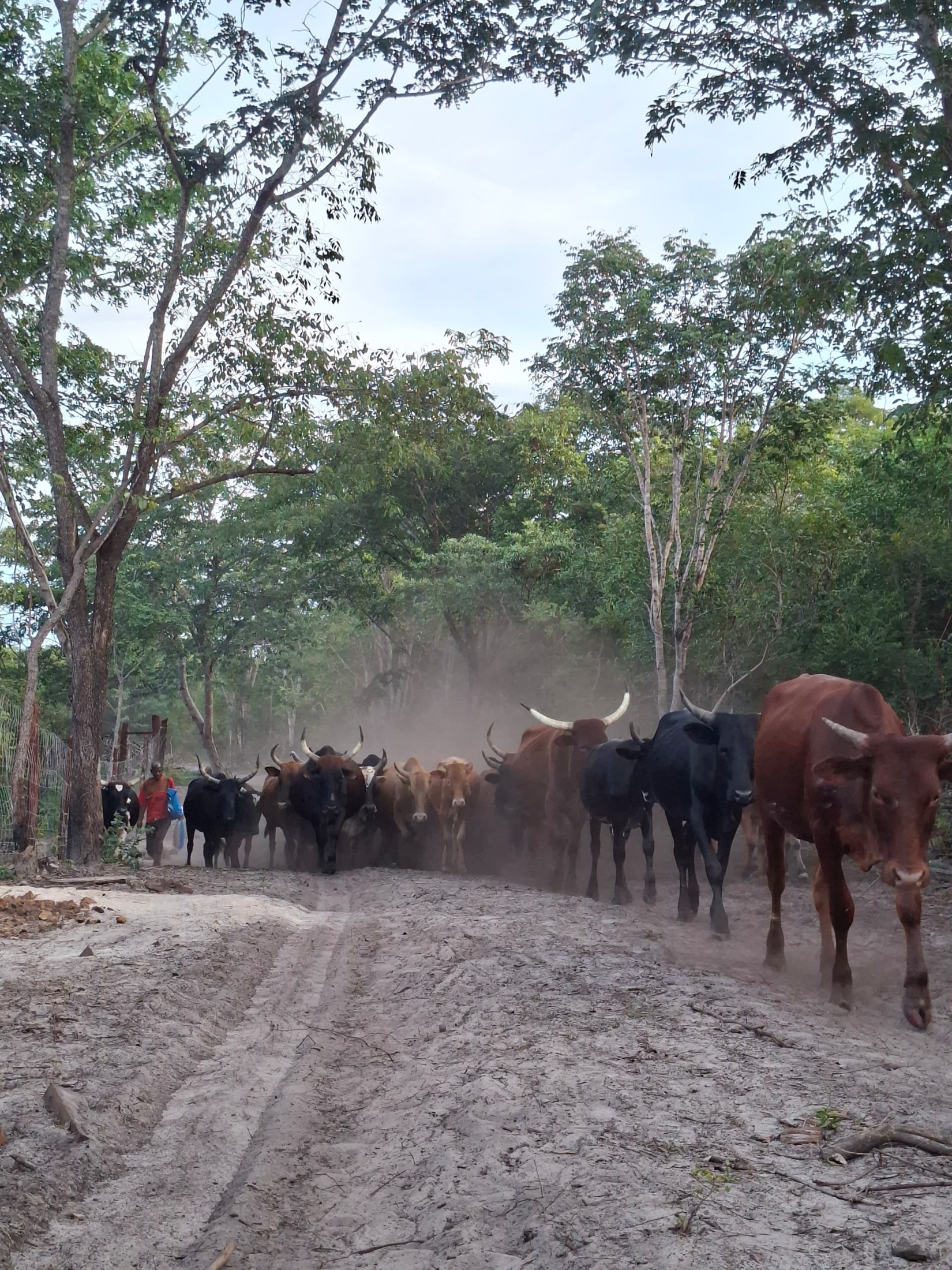 The Four Rivers Ranch herd moving along a woodland road